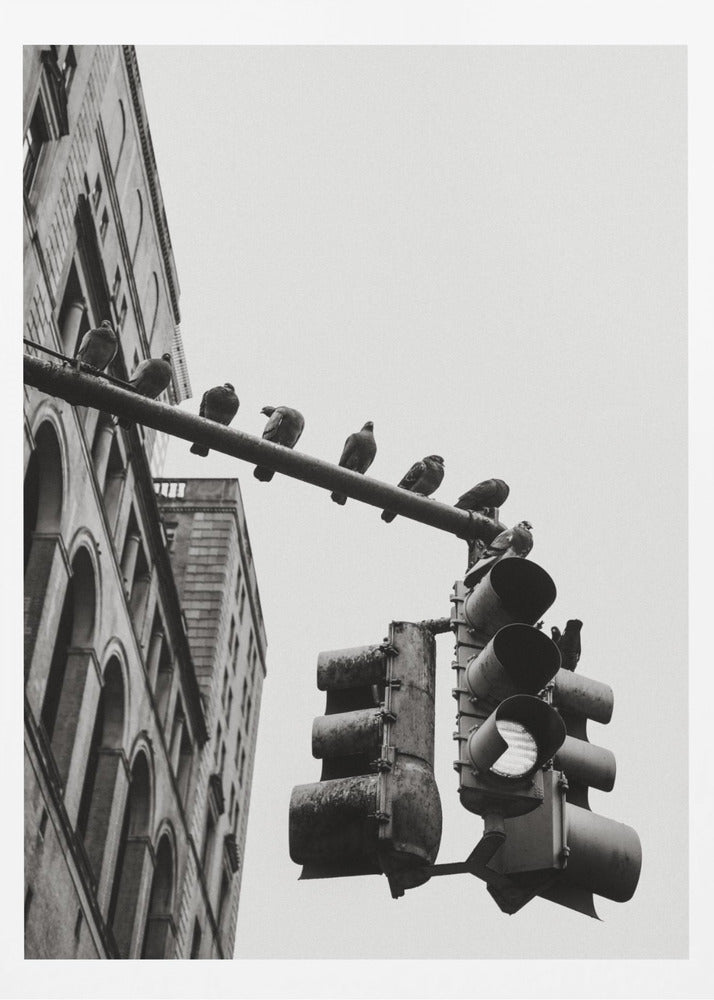 New York City Doves - Poster / Art Print