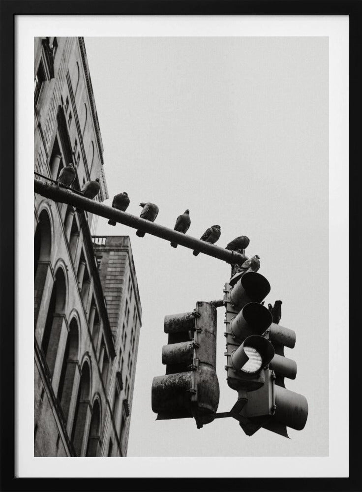 New York City Doves - Poster / Art Print