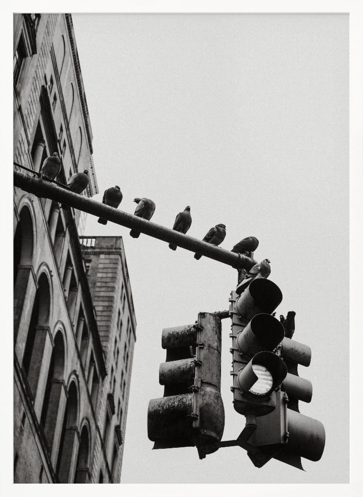 New York City Doves - Poster / Art Print