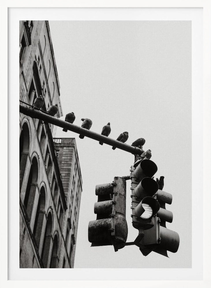 New York City Doves - Poster / Art Print