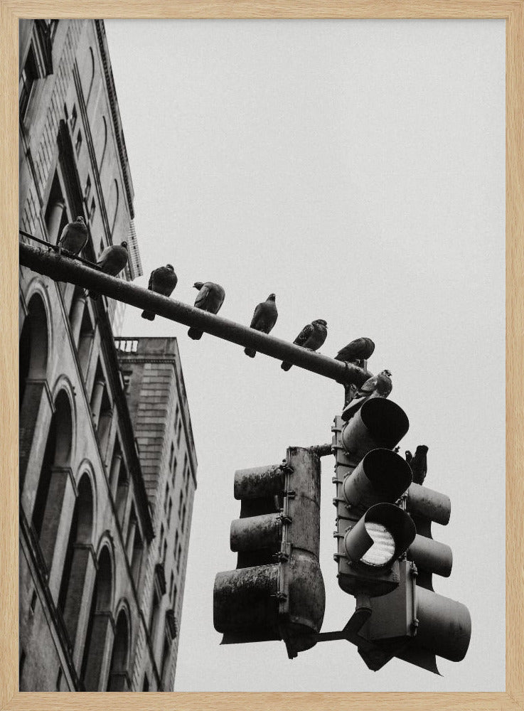 New York City Doves - Poster / Art Print