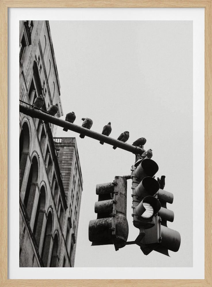 New York City Doves - Poster / Art Print