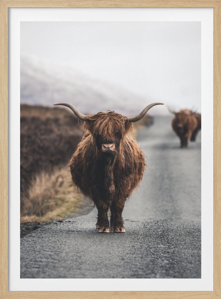 Cow - Poster / Art Print