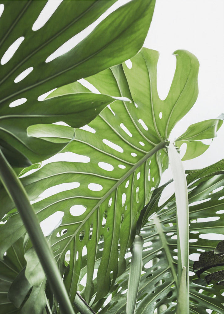 Jungle - Poster / Art Print