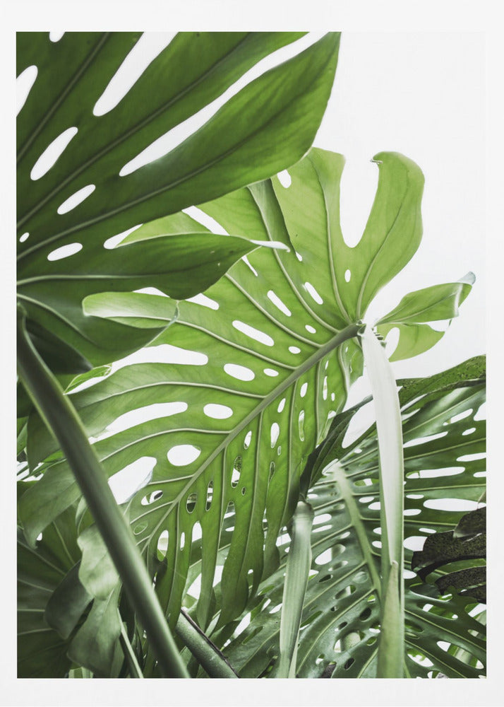 Jungle - Poster / Art Print