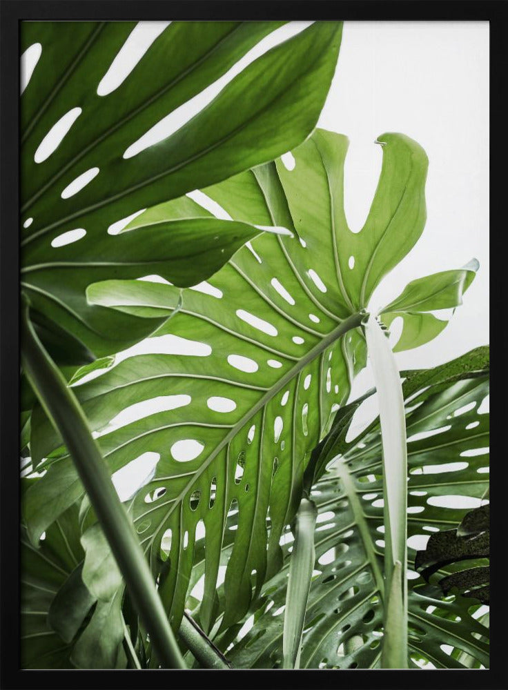 Jungle - Poster / Art Print