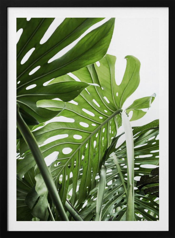 Jungle - Poster / Art Print