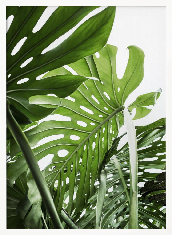Jungle - Poster / Art Print