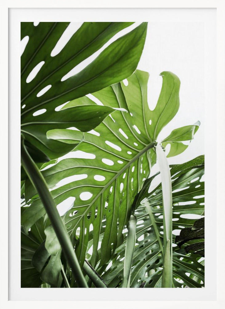 Jungle - Poster / Art Print