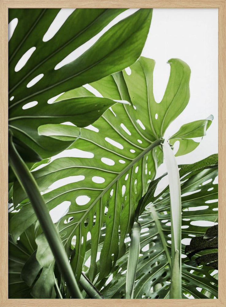 Jungle - Poster / Art Print