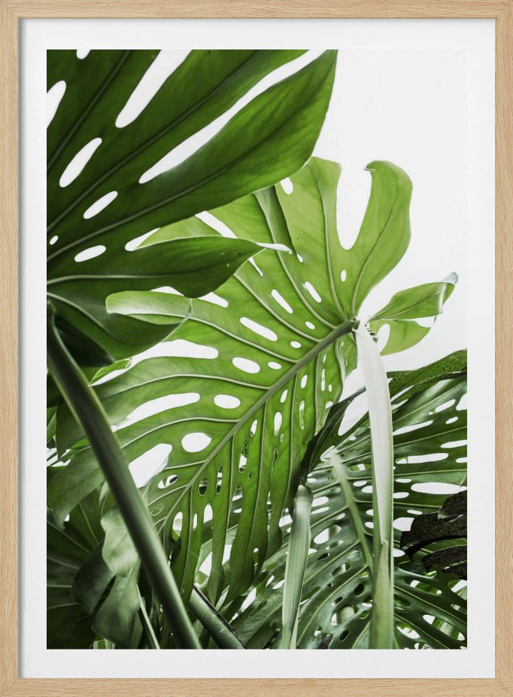 Jungle - Poster / Art Print