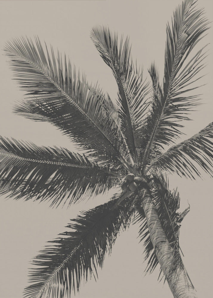 Palm Tree - Poster / Art Print