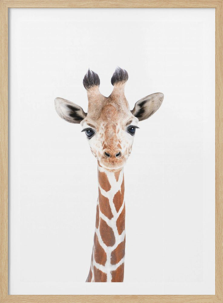 Baby Giraffe - Poster / Art Print