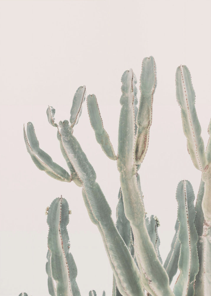Sunrise Cactus - Poster / Art Print