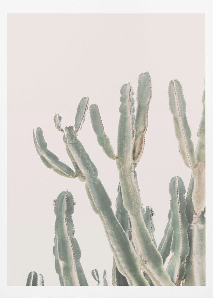 Sunrise Cactus - Poster / Art Print