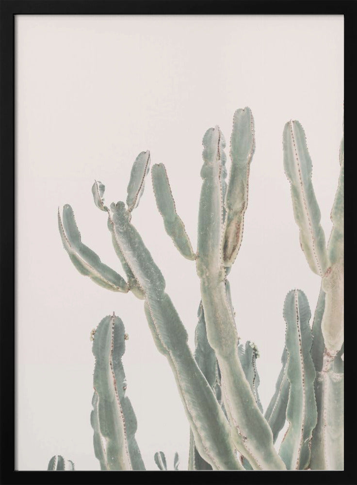 Sunrise Cactus - Poster / Art Print