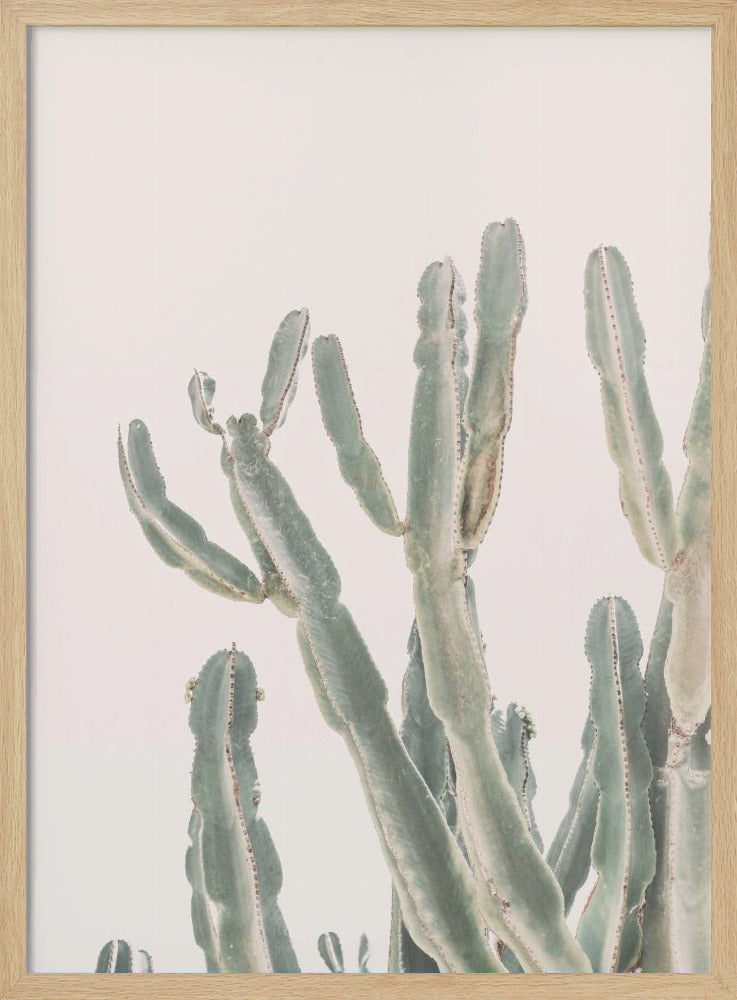Sunrise Cactus - Poster / Art Print