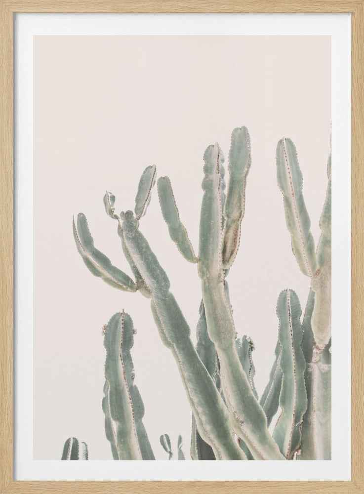 Sunrise Cactus - Poster / Art Print
