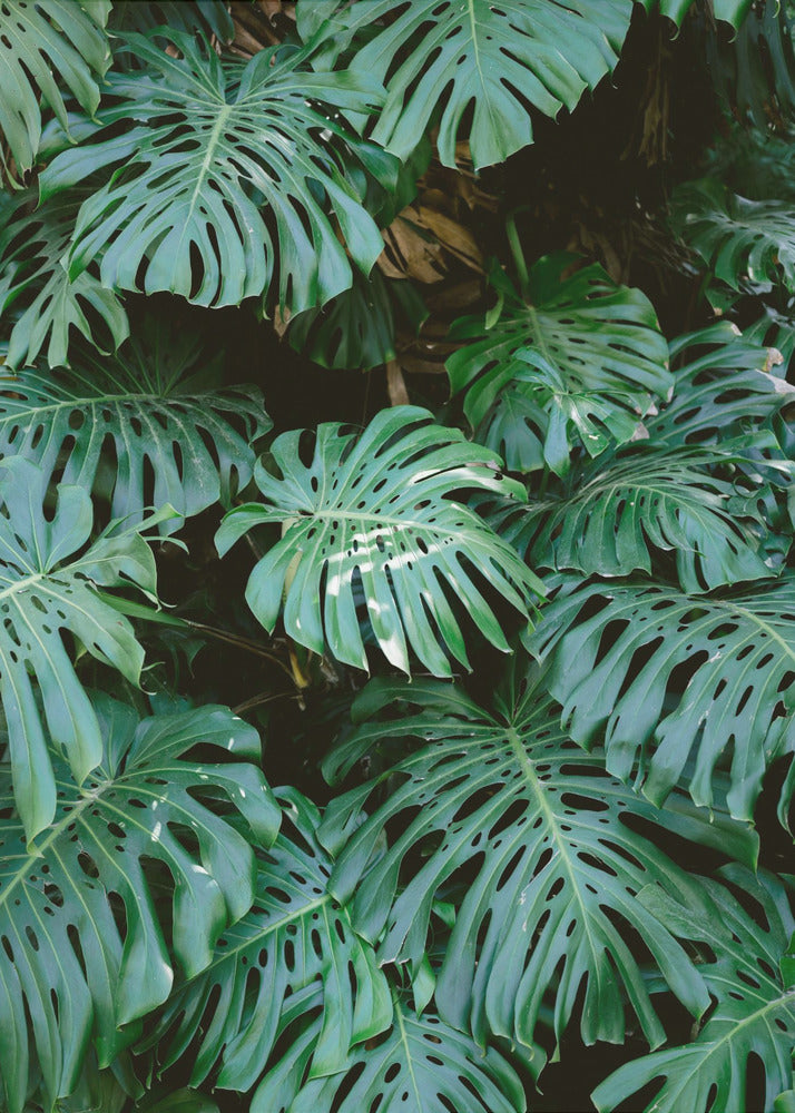 Monstera wall in Lisbon - Poster / Art Print