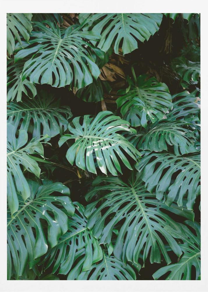 Monstera wall in Lisbon - Poster / Art Print