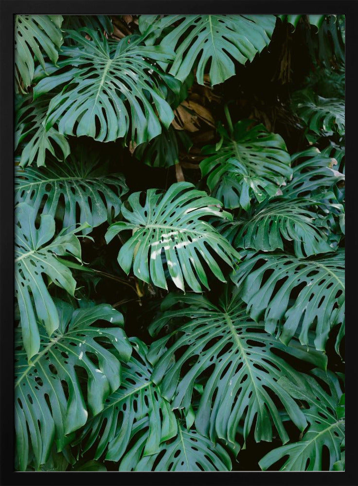 Monstera wall in Lisbon - Poster / Art Print
