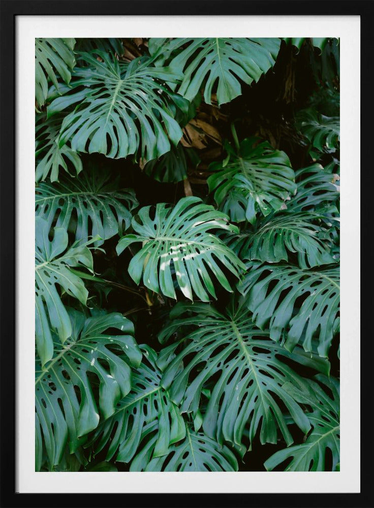 Monstera wall in Lisbon - Poster / Art Print
