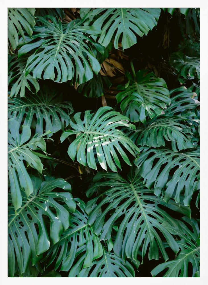 Monstera wall in Lisbon - Poster / Art Print