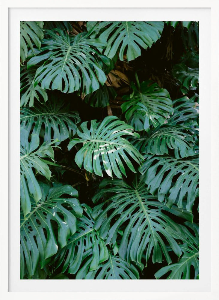 Monstera wall in Lisbon - Poster / Art Print