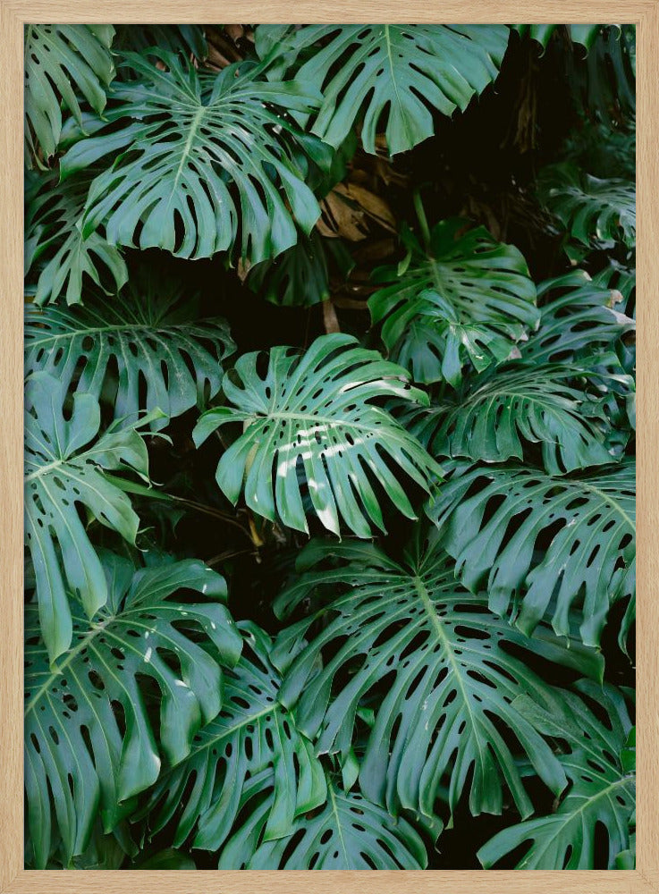 Monstera wall in Lisbon - Poster / Art Print