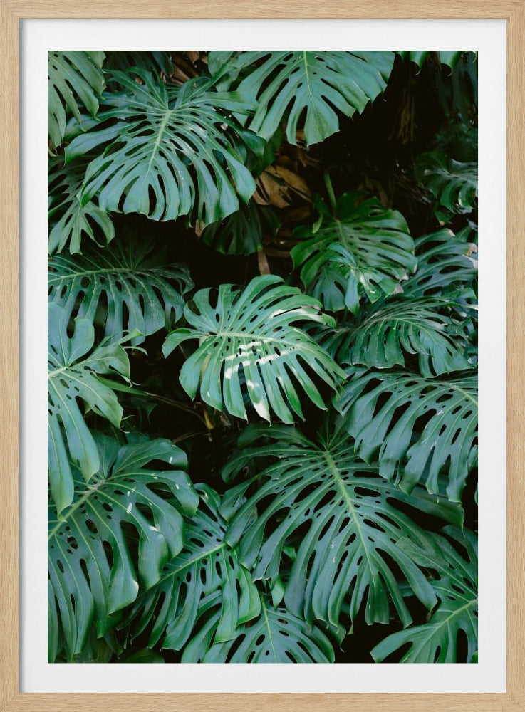 Monstera wall in Lisbon - Poster / Art Print