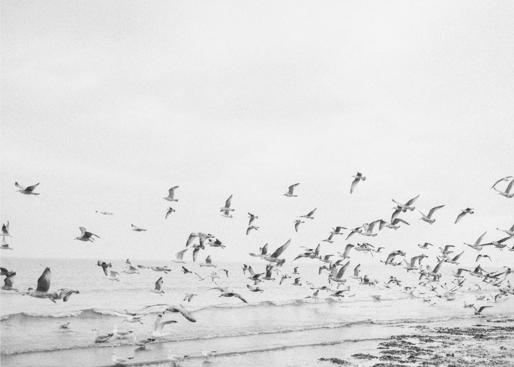 Seagulls - Coastal black and white - Poster / Art Print