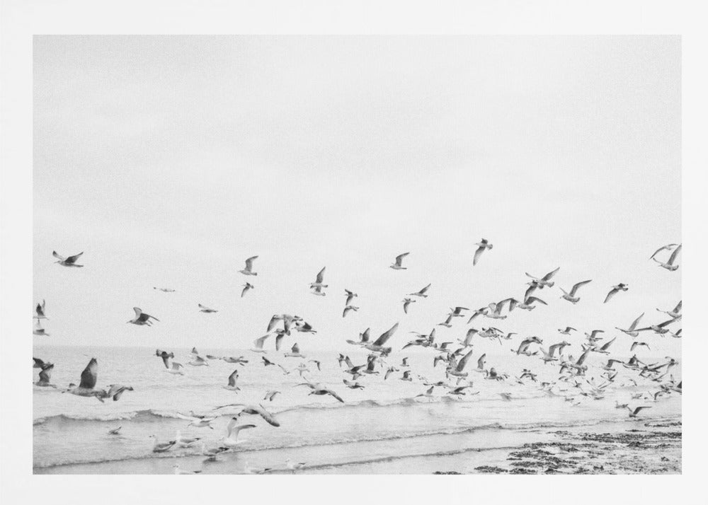 Seagulls - Coastal black and white - Poster / Art Print