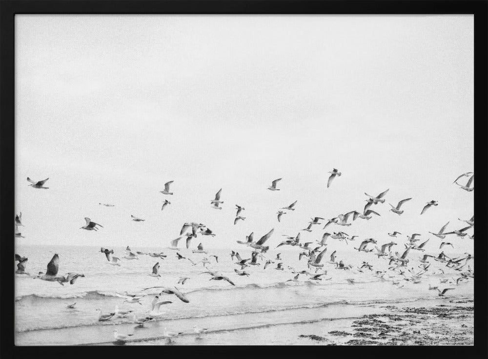 Seagulls - Coastal black and white - Poster / Art Print