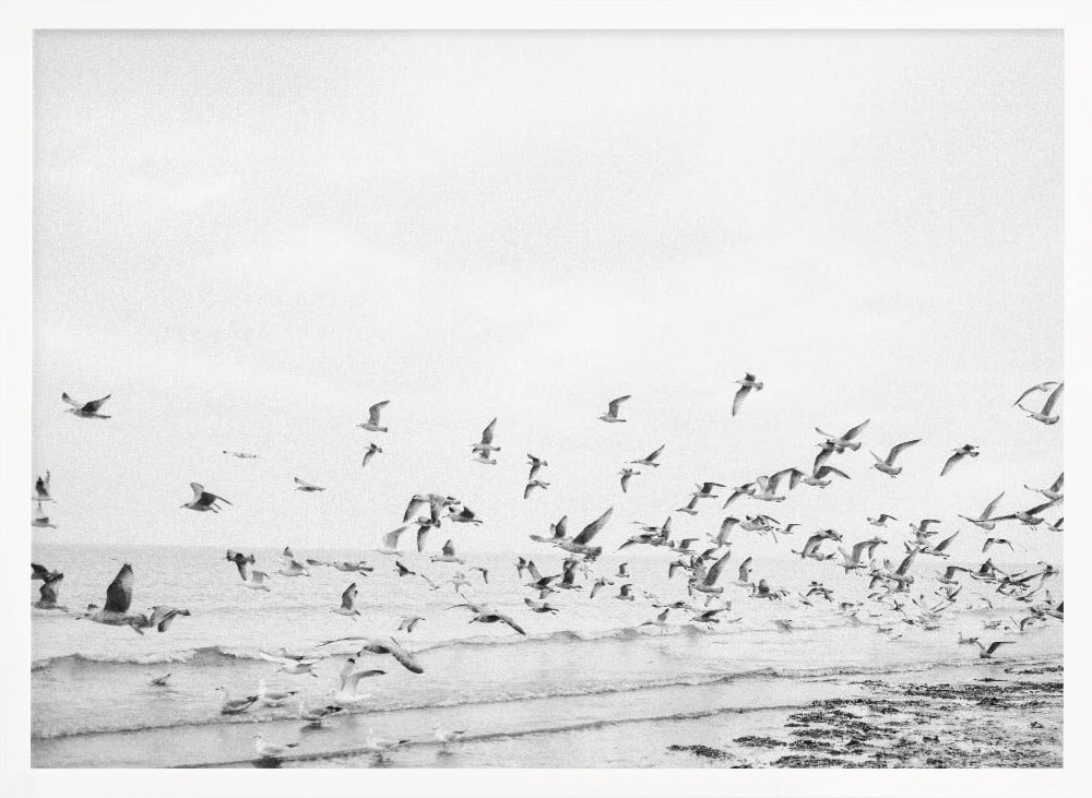 Seagulls - Coastal black and white - Poster / Art Print