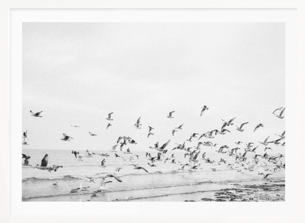 Seagulls - Coastal black and white - Poster / Art Print
