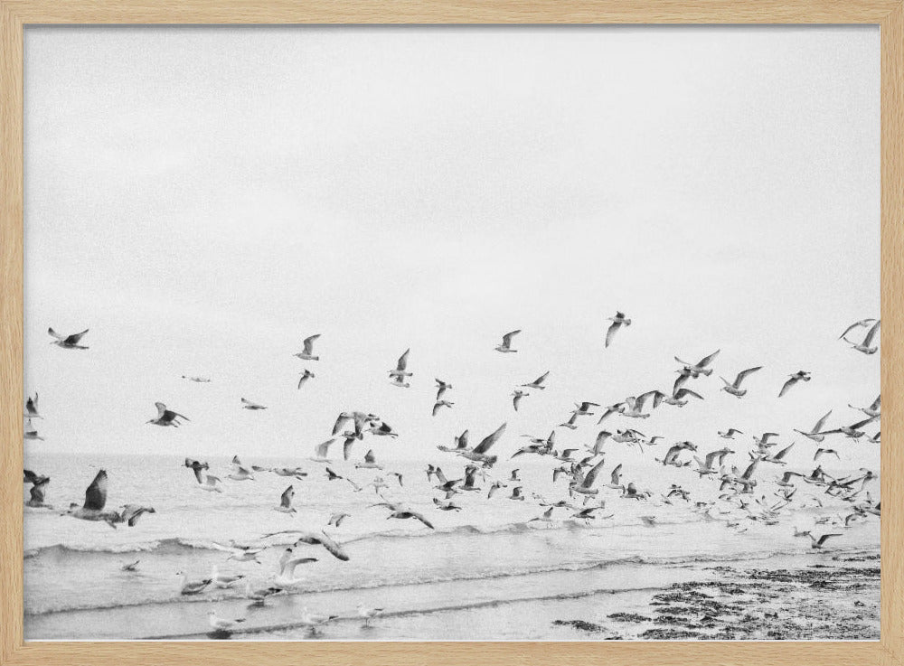 Seagulls - Coastal black and white - Poster / Art Print