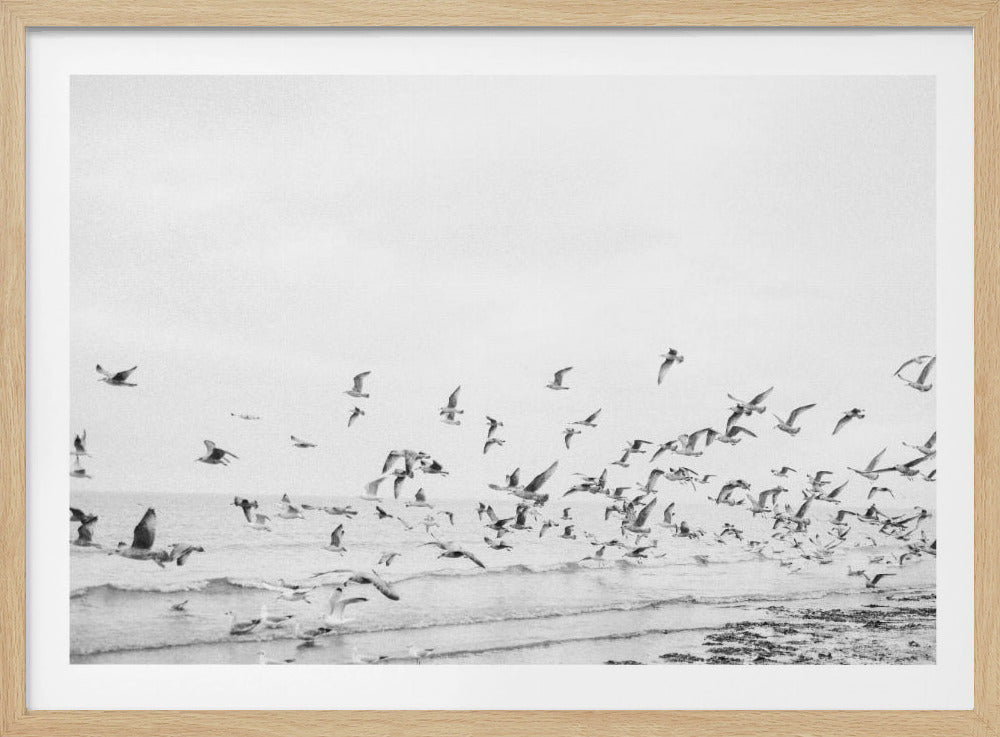 Seagulls - Coastal black and white - Poster / Art Print