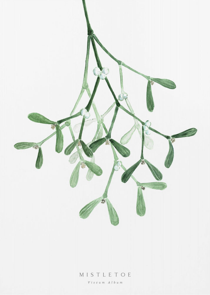 Watercolor mistletoe - Poster / Art Print