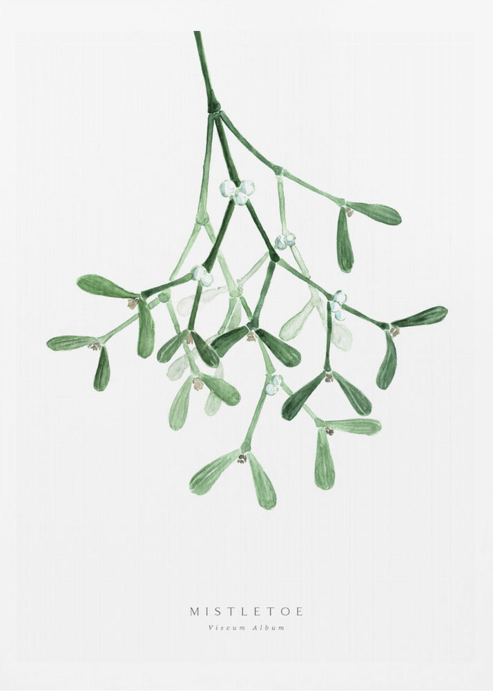 Watercolor mistletoe - Poster / Art Print