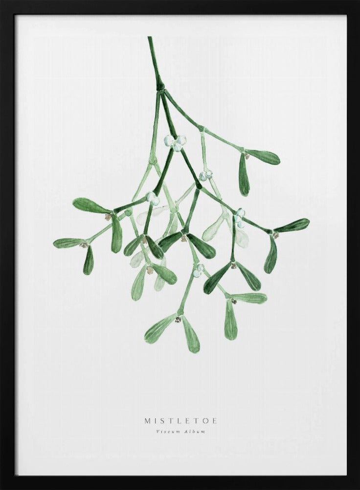 Watercolor mistletoe - Poster / Art Print