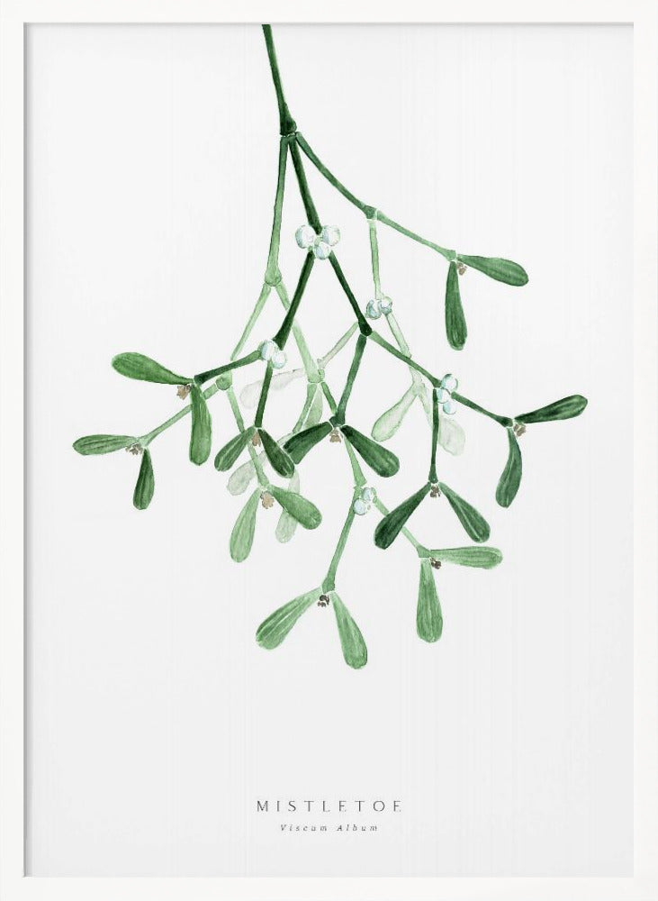Watercolor mistletoe - Poster / Art Print