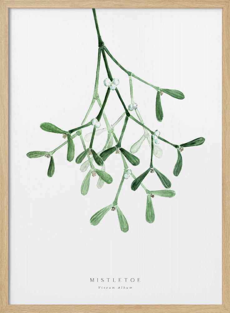 Watercolor mistletoe - Poster / Art Print