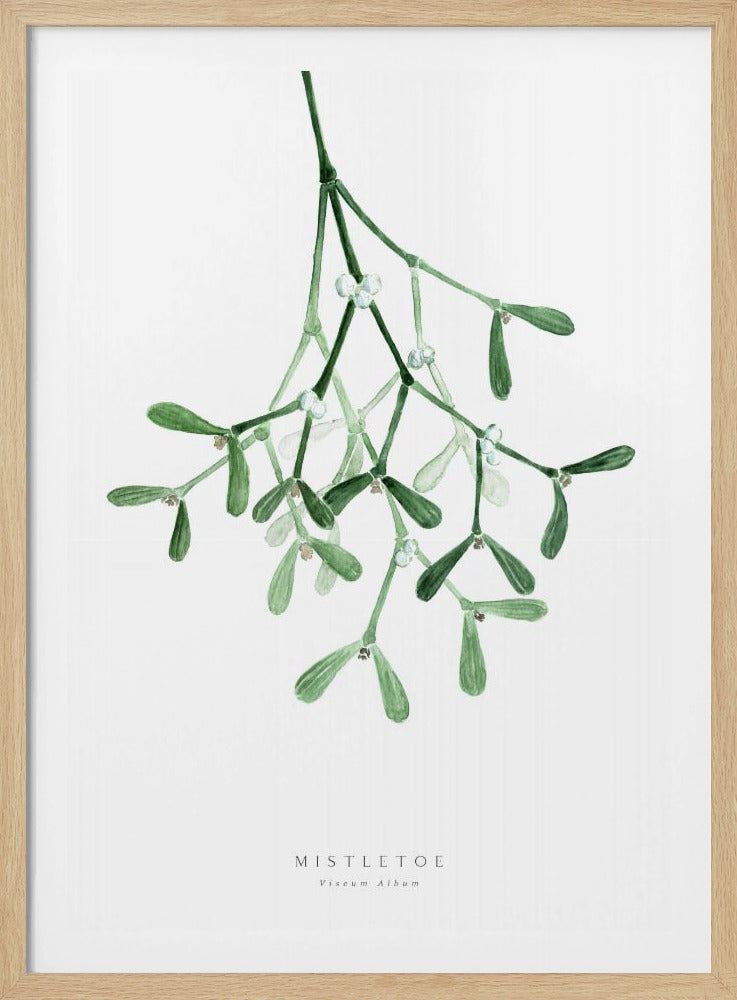Watercolor mistletoe - Poster / Art Print