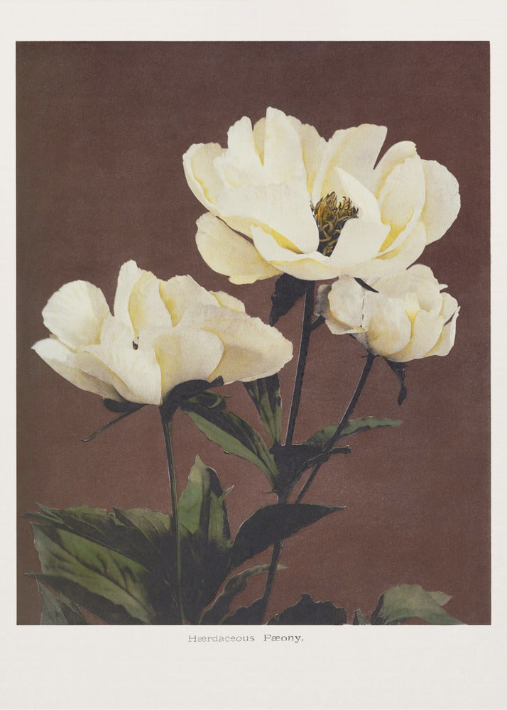 Herdaceous Peony - Poster / Art Print