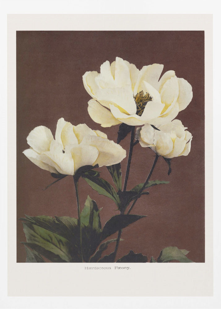 Herdaceous Peony - Poster / Art Print