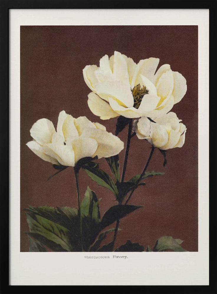 Herdaceous Peony - Poster / Art Print