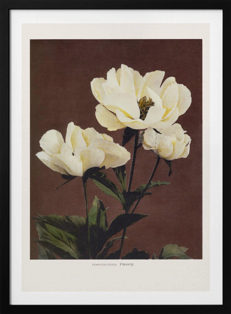 Herdaceous Peony - Poster / Art Print