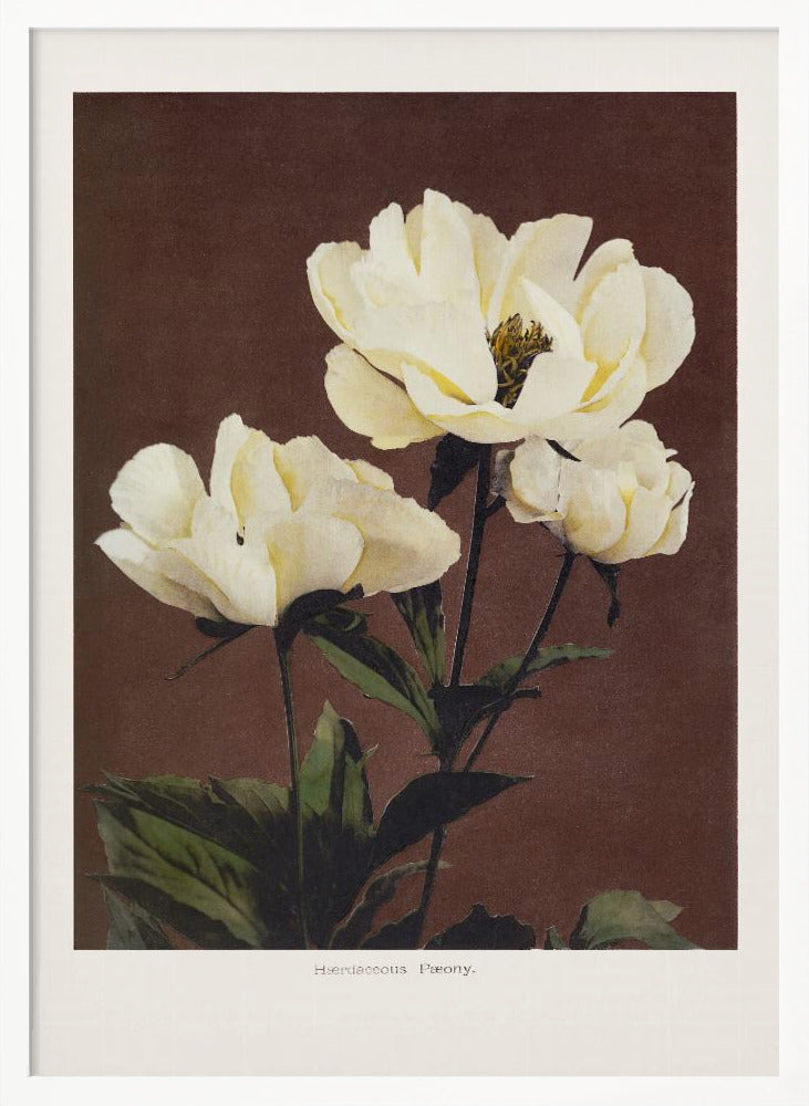Herdaceous Peony - Poster / Art Print