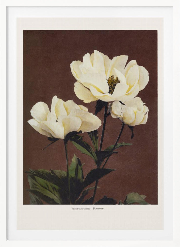Herdaceous Peony - Poster / Art Print