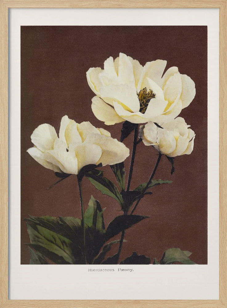 Herdaceous Peony - Poster / Art Print